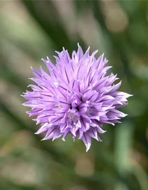 Allium schoenoprasum