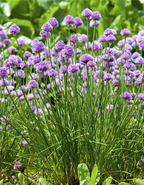 Allium schoenoprasum