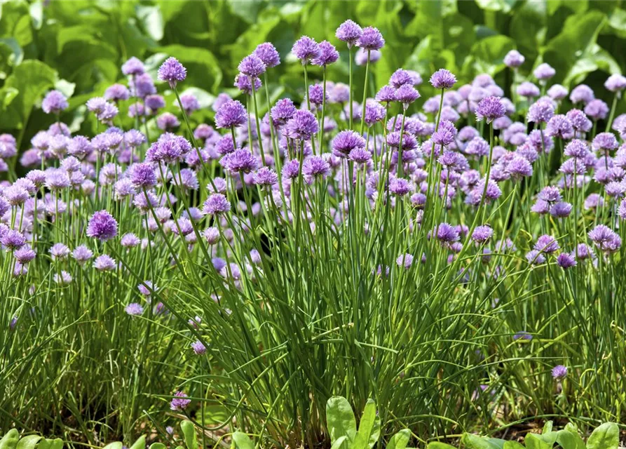 Allium schoenoprasum