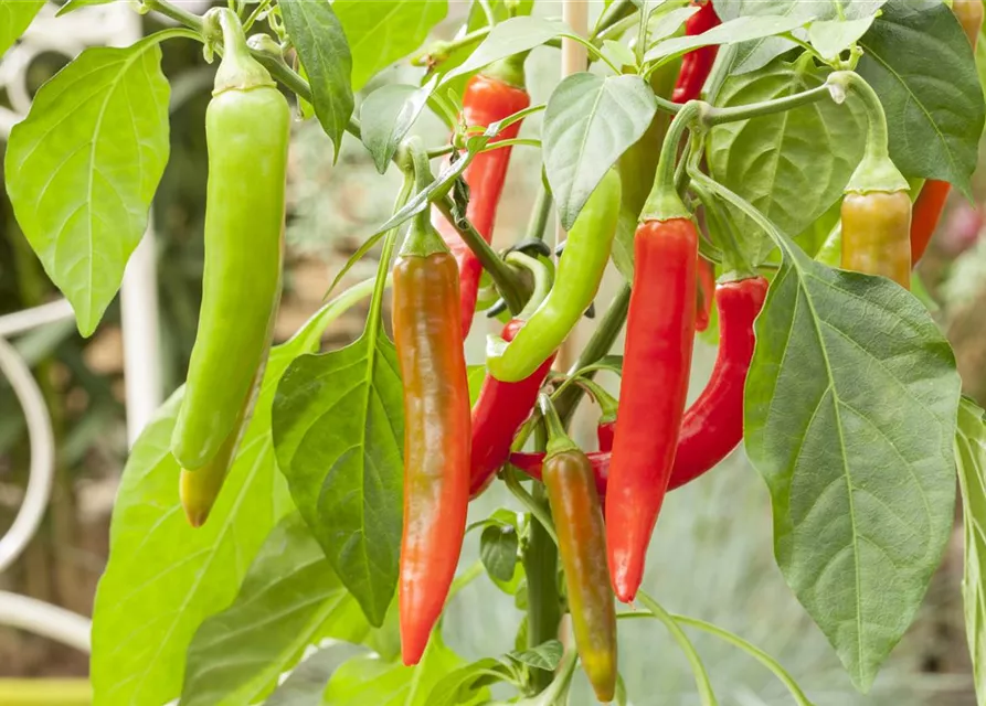 Capsicum annuum Pick a Hot®