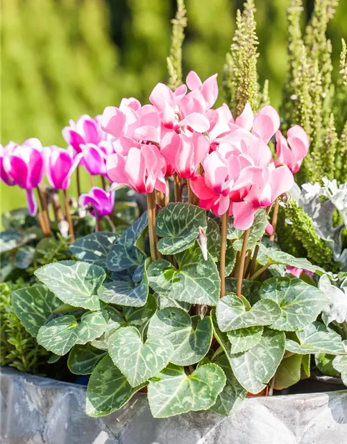 Cyclamen persicum 'Out-Land'