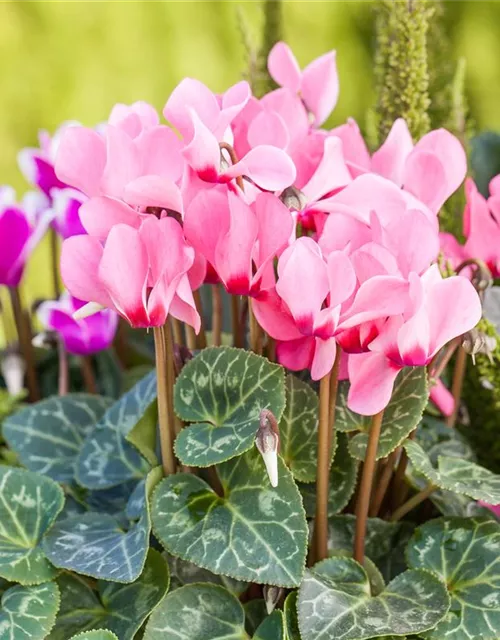 Cyclamen persicum 'Out-Land'