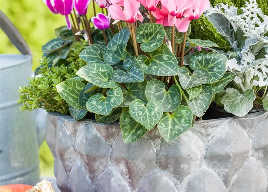 Cyclamen persicum 'Out-Land'