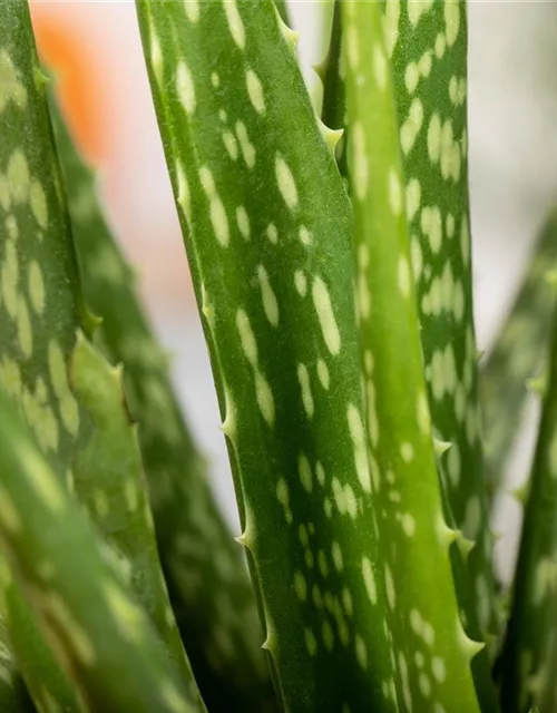 Aloe vera