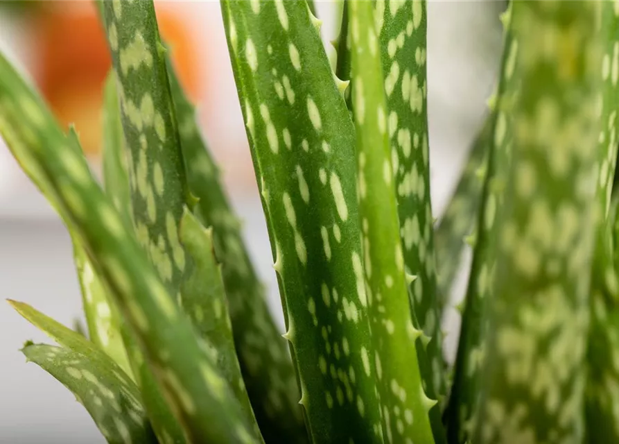 Aloe vera