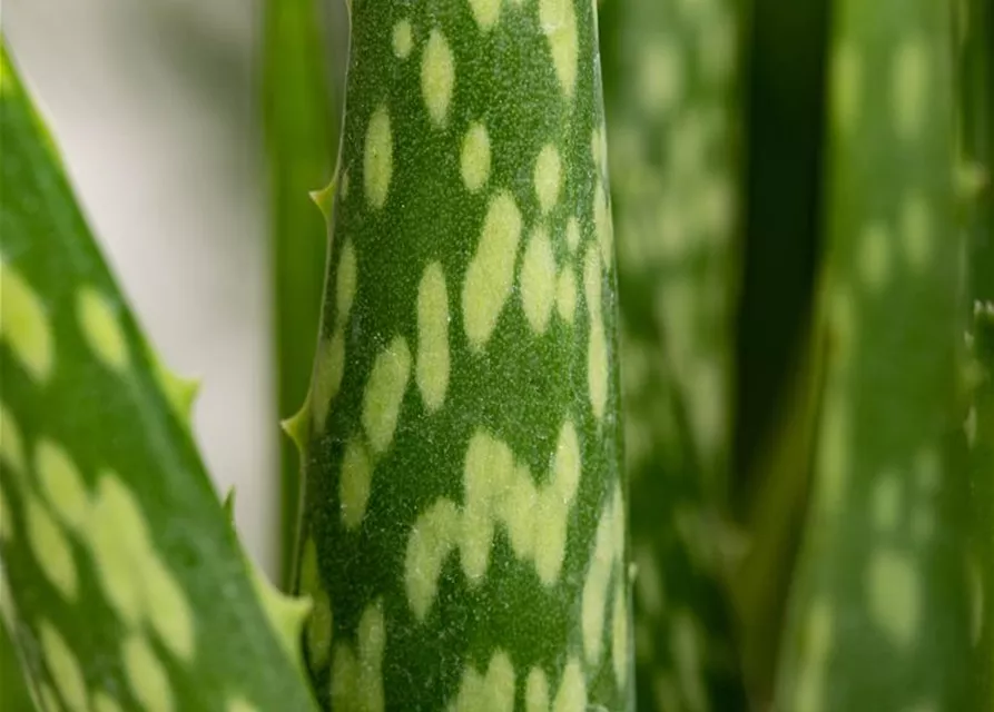 Aloe vera