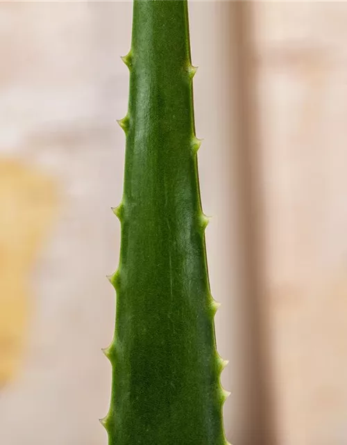 Aloe vera