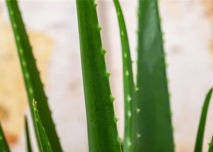 Aloe vera