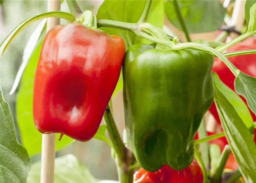 Capsicum annuum 'Pick a Pep'®