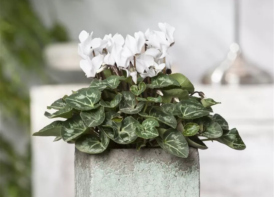 Cyclamen persicum, rot