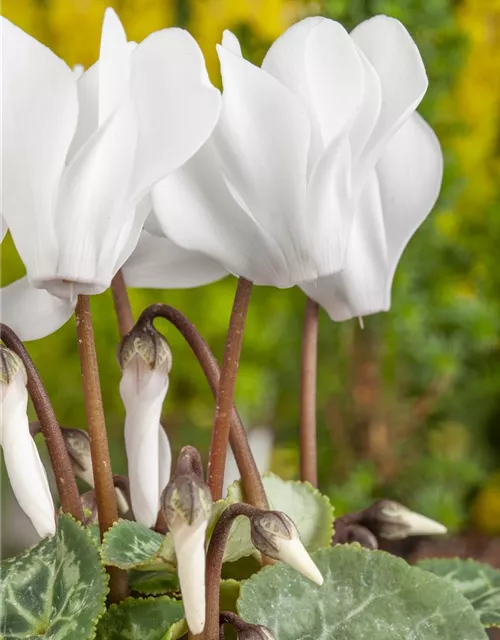 Cyclamen persicum, rot