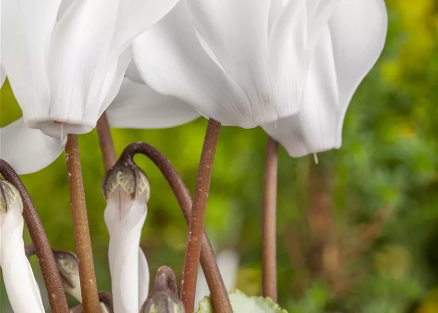 Cyclamen persicum, rot