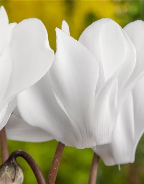 Cyclamen persicum, rot