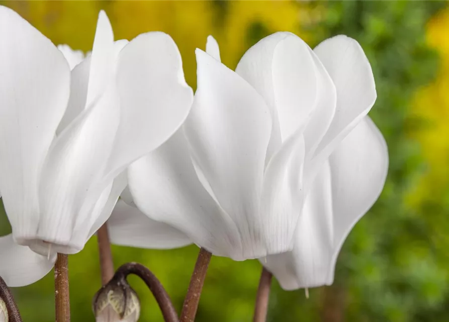 Cyclamen persicum, rot