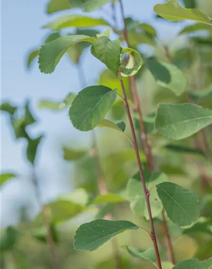 Amelanchier alnifolia 'Obelisk'®