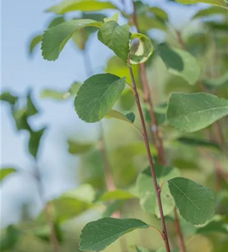 Amelanchier alnifolia 'Obelisk'®