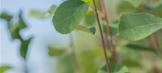 Amelanchier alnifolia 'Obelisk'®