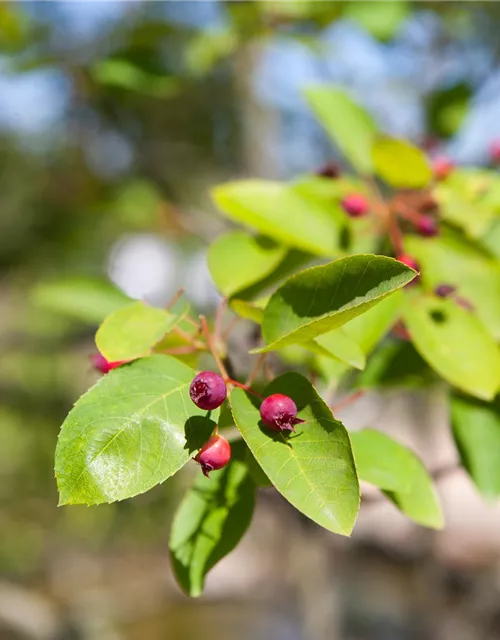 Amelanchier lamarckii