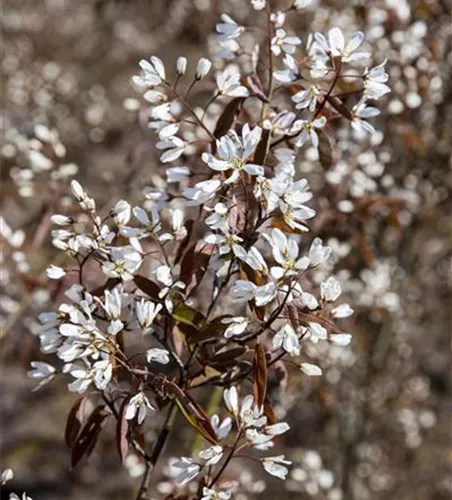 Amelanchier lamarckii 'Rainbow Pillar'®