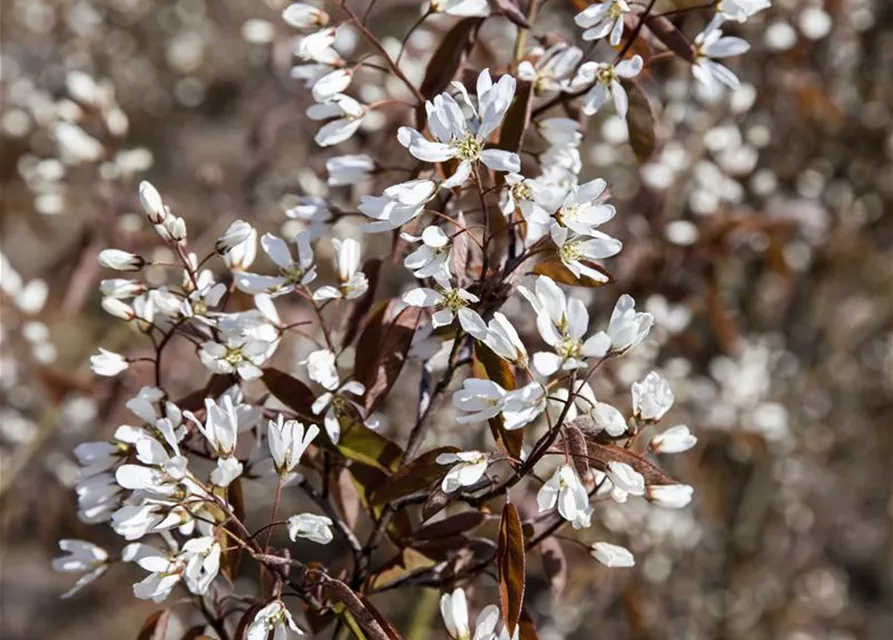 Amelanchier lamarckii 'Rainbow Pillar'®