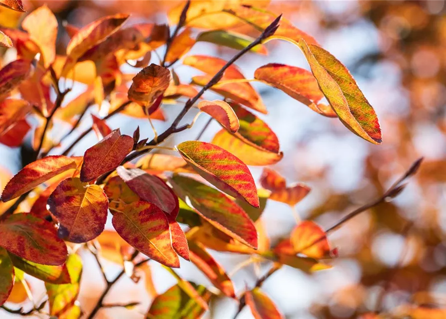 Amelanchier lamarckii