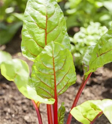 Beta vulgaris var. cicla