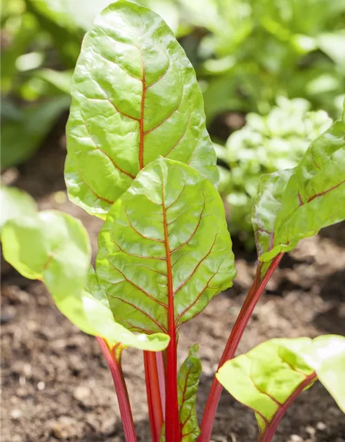 Beta vulgaris var. cicla