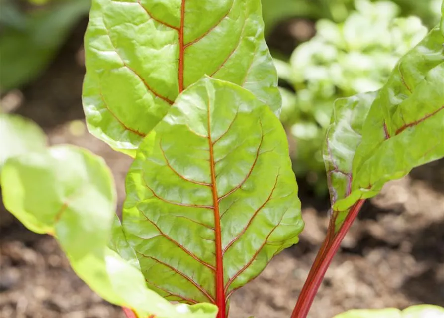 Beta vulgaris var. cicla