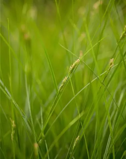 Carex brunnea