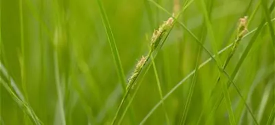 Carex brunnea