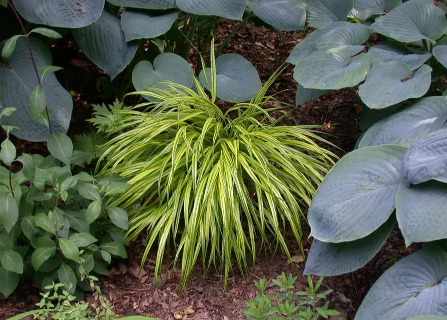 Carex morrowii