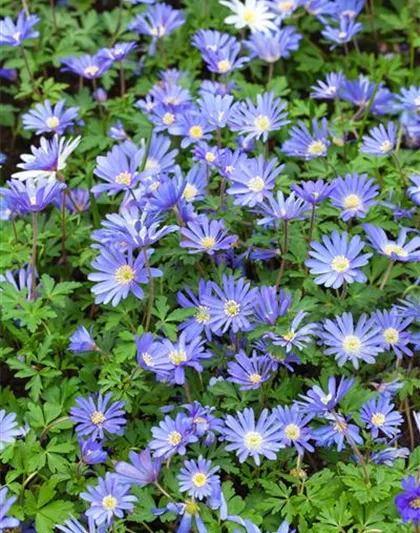 Anemone blanda