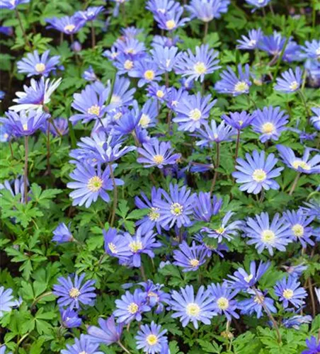 Anemone blanda