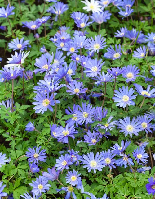 Anemone blanda