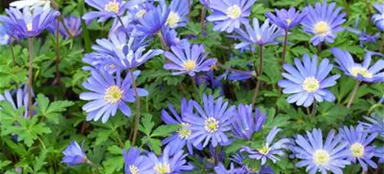 Anemone blanda