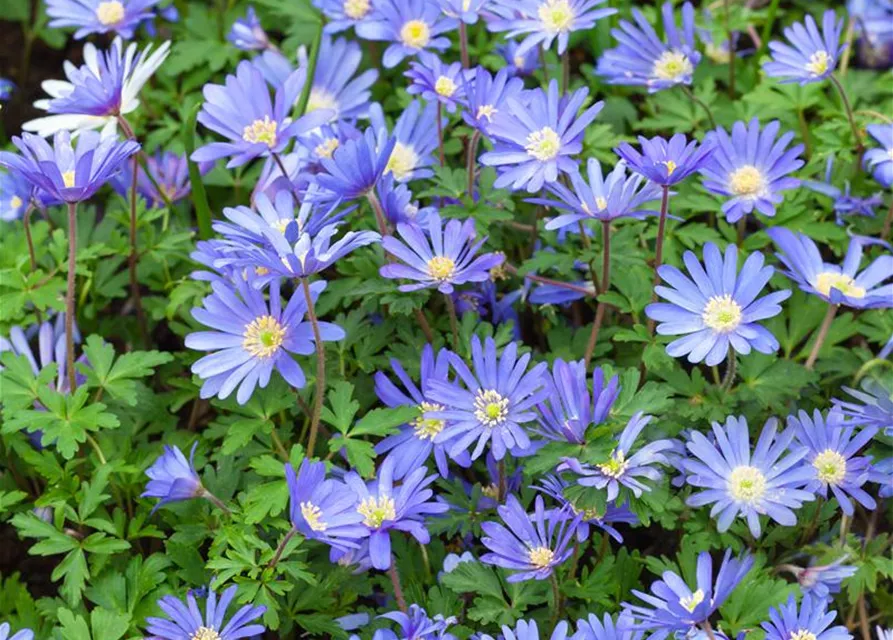 Anemone blanda