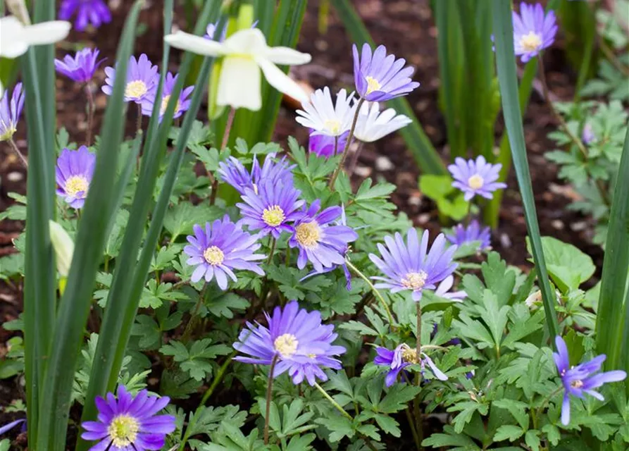 Anemone blanda