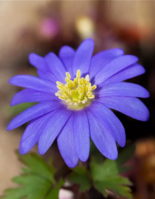 Anemone blanda