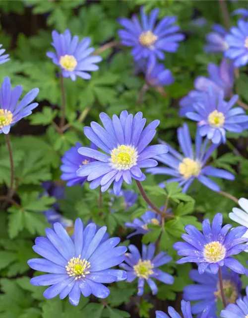 Anemone blanda