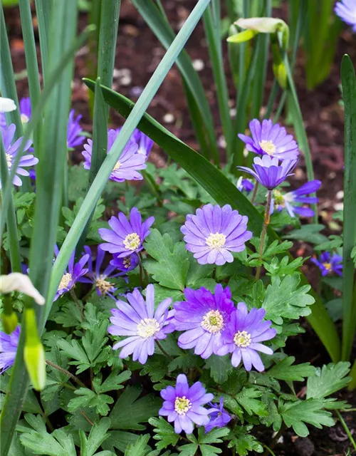 Anemone blanda