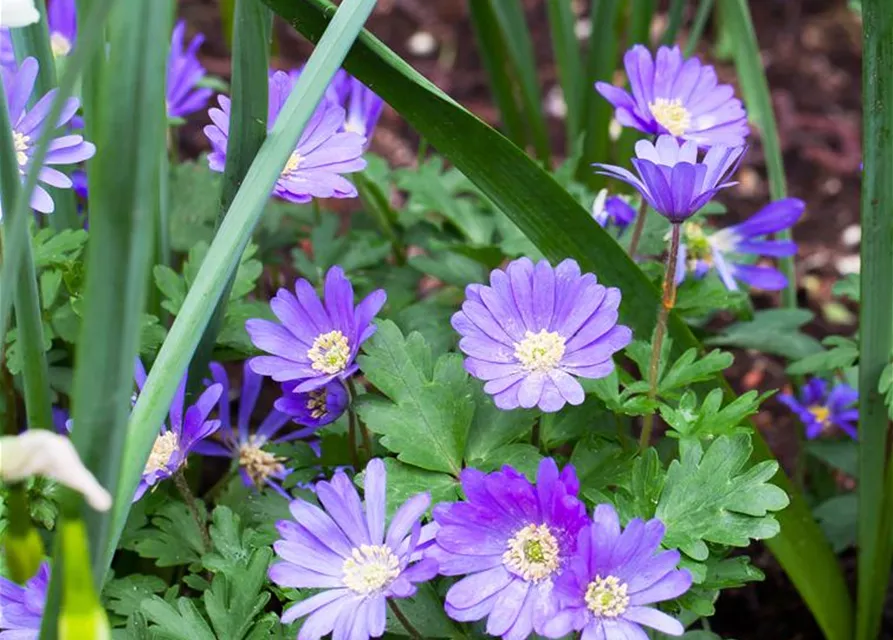 Anemone blanda