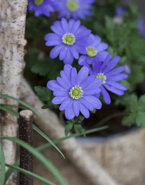 Anemone blanda