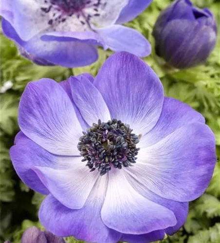 Anemone coronaria