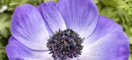 Anemone coronaria