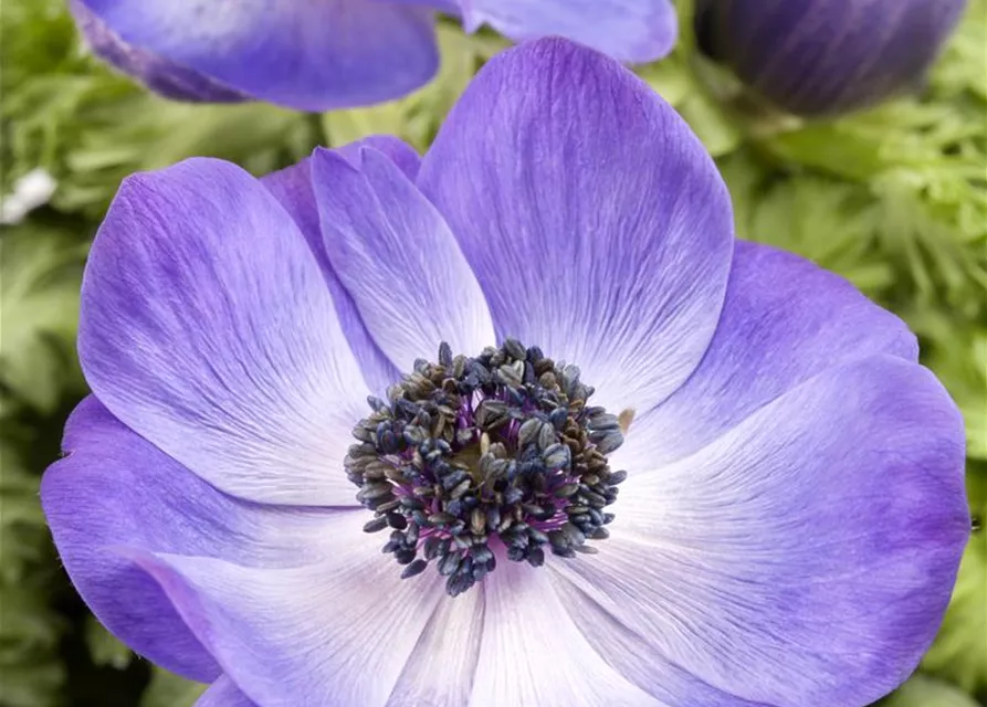 Anemone coronaria