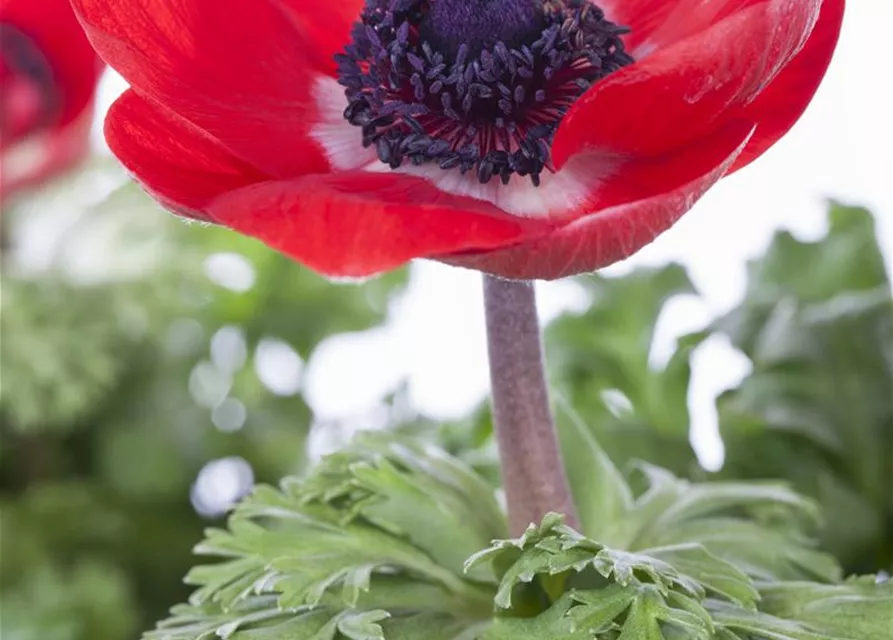 Anemone coronaria