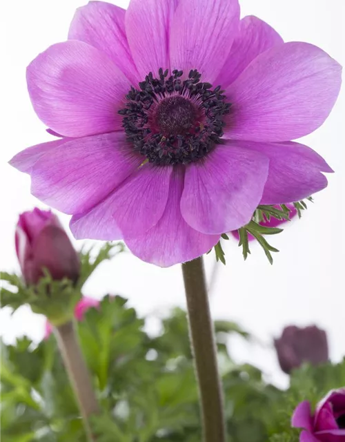 Anemone coronaria