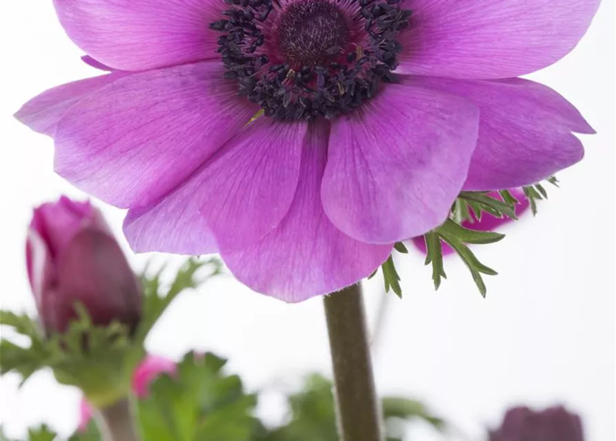 Anemone coronaria