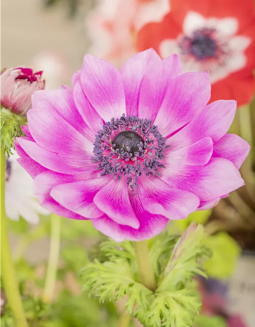 Anemone coronaria