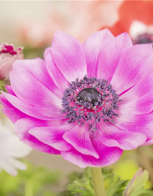 Anemone coronaria